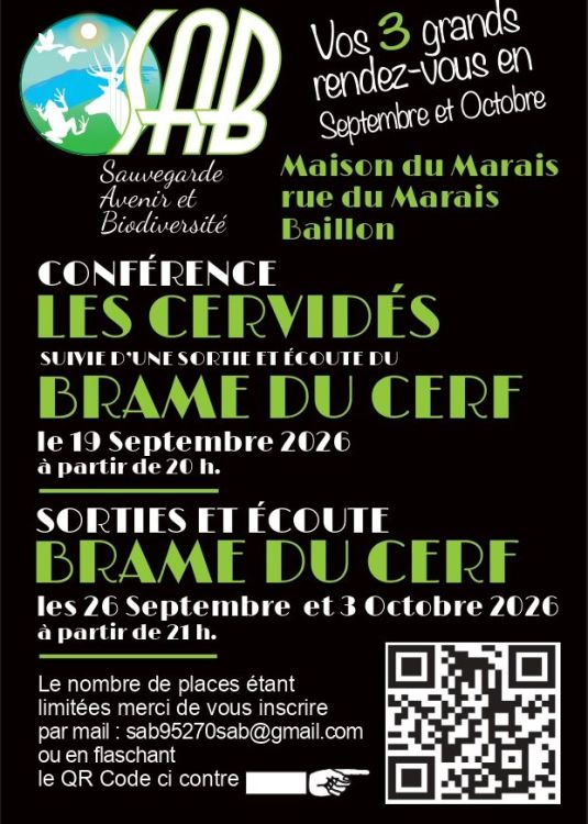 SAB Brame de cerf sept-oct