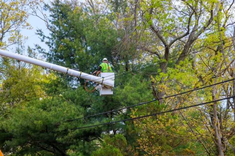 élagage d'arbre et réseau électrique