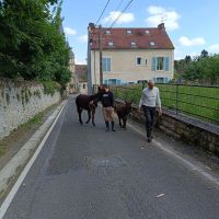 Nikita et Juju arrivent au village
